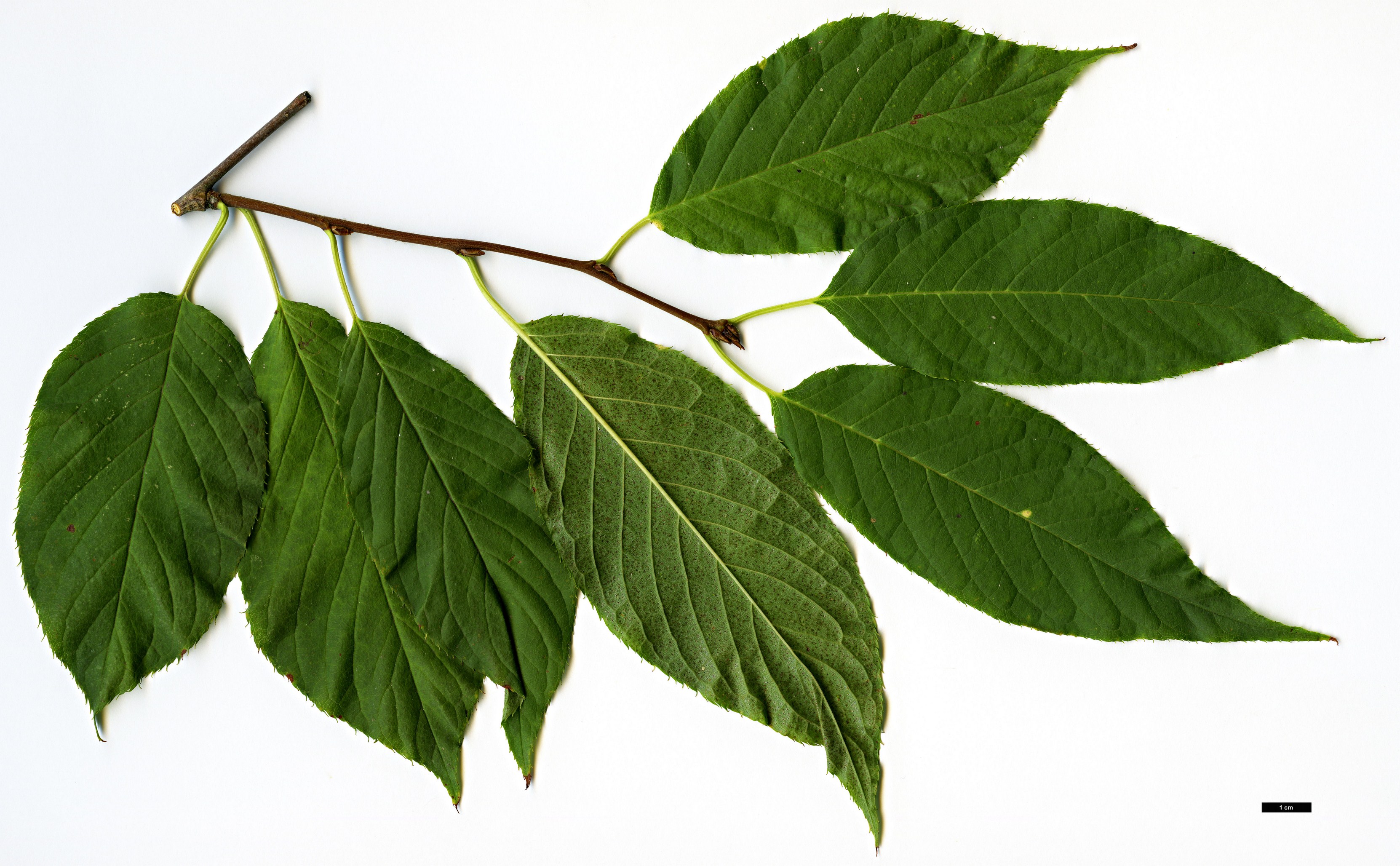 High resolution image: Family: Rosaceae - Genus: Prunus - Taxon: maackii